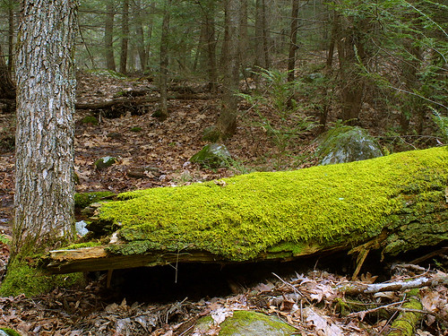nature moss woods mosscoveredlog bigalowhollow