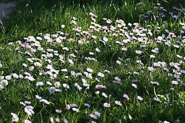 Gänseblümchenwiese - Daisy Field