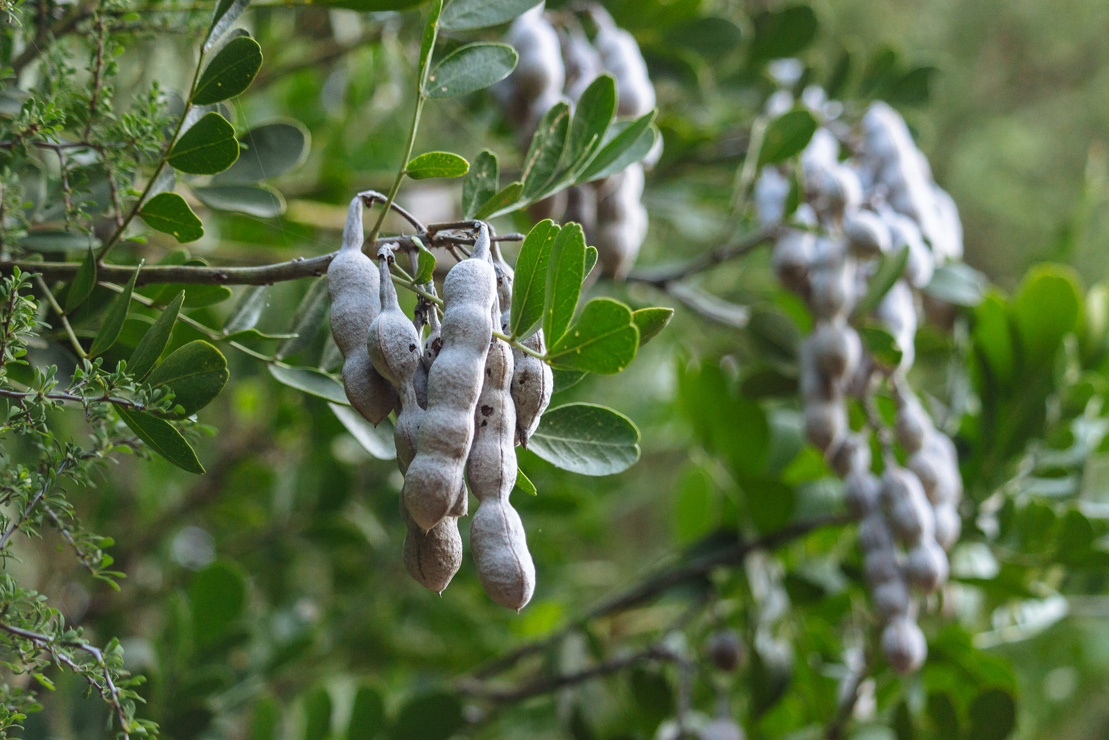 Pale brown lumpy seed pods growing on tree branches