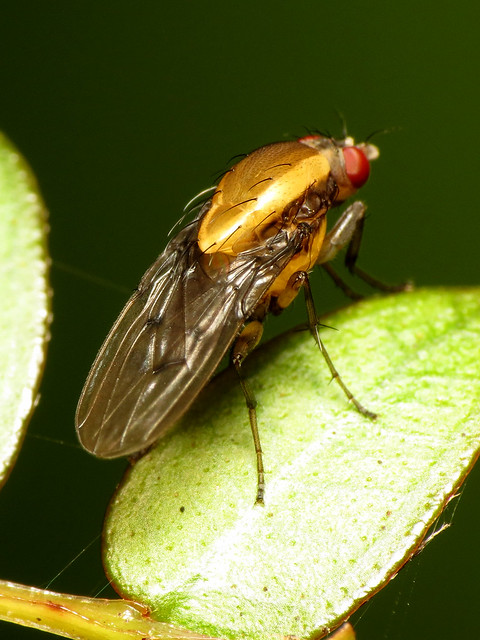Heleomyzid Fly