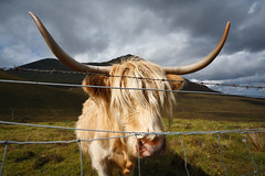Skye Cow