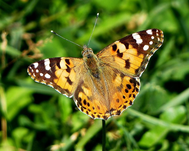 Painted Lady - Parvati Valley - Western Himalayas ~2000m Altitude