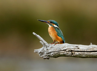 Common Kingfisher --- Alcedo atthis | by creaturesnapper