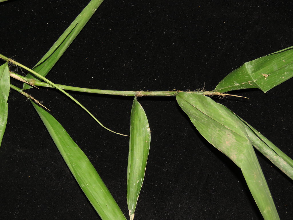 Soejatmia ridleyi | syn. Bambusa ridleyi. Poaceae: Bambusoid… | Flickr