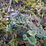 Trompetenflechte (Cladonia fimbriata) in der Wahner Heide
