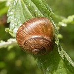 Gefleckte Schnirkelschnecke (Copse Snail, Arianta arbustorum)