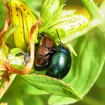 Variabler Johanniskraut-Blattkäfer (Variegated St. Johns Wort Beetle, Chrysolina varians)