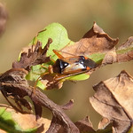 Große Eichen-Weichwanze (Long-legged Oak Plant Bug, Megacoelum infusum)