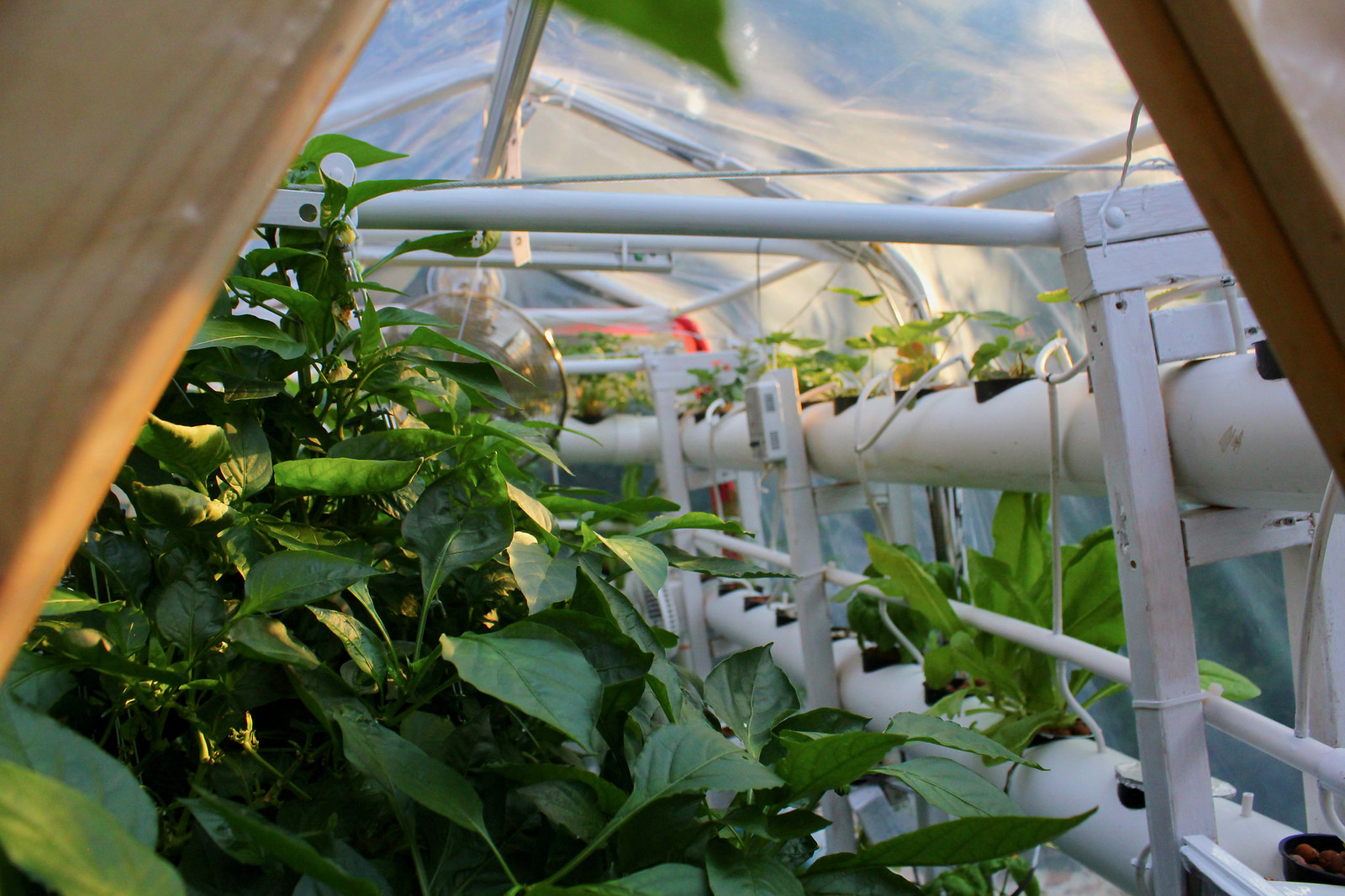 Outdoor HPA and Aeroponics/NFT hybrid