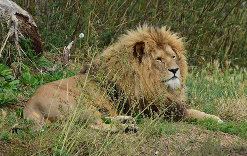 Simba. | by juliefletcher2