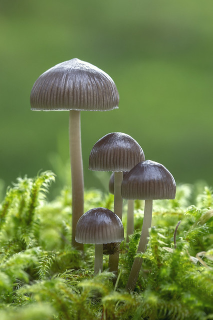 A fungi family