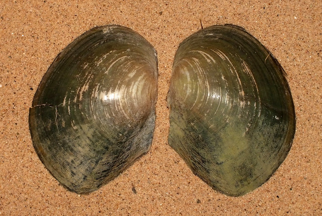 Chinese pond mussel (Sinanodonta woodiana woodiana)