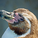 Humboldt-Pinguin (Spheniscus humboldti) im Kölner Zoo