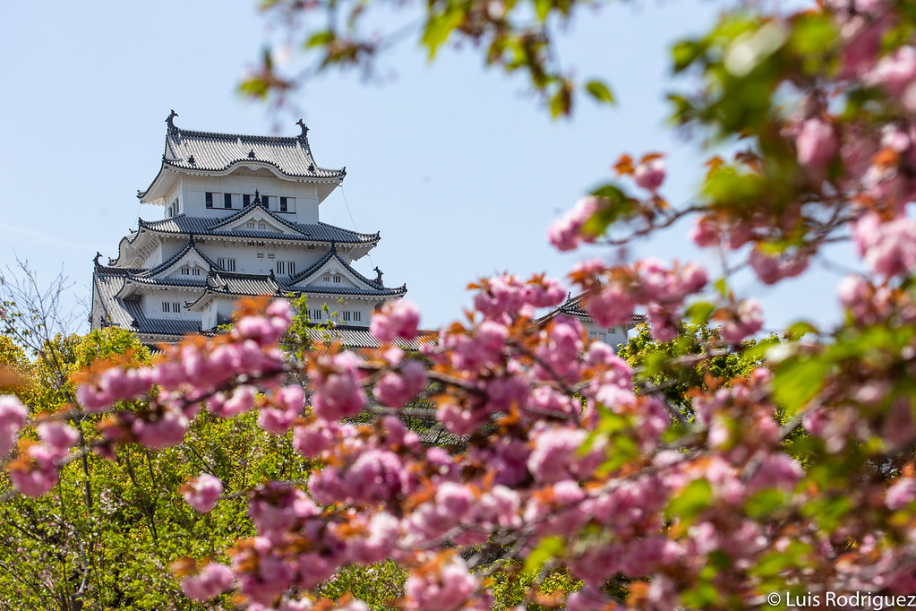 Cerezos en el parque situado detr&aacute;s del castillo de Himeji