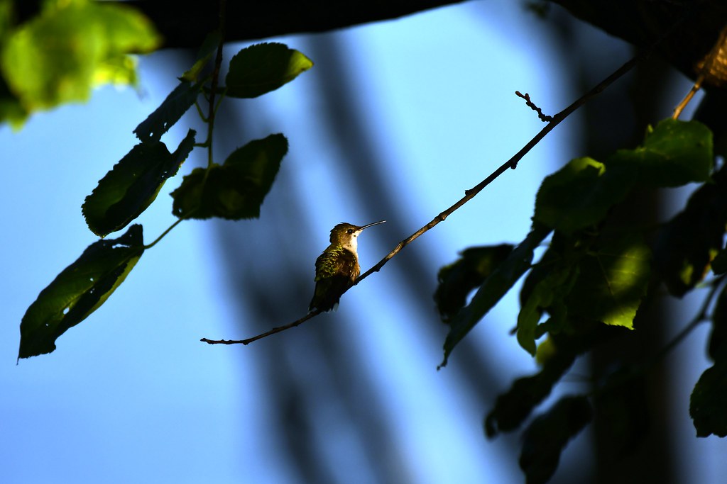 Colibri à gorge rubis femelle juvénile--Juvenile female Ruby-throated Hummingbird