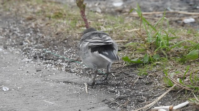 Pied Wagtail Dundalk