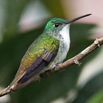 Andenamazilie (Andean Emerald, Amazilia franciae)