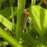 Unscheinbarer Graszünsler (Straw Grass-veneer, Agriphila straminella)