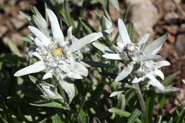 Leontopodium nivale (= Leontopodium alpinum), l'edelweiss.
