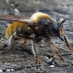 Gelbe Mordfliege (Bumblebee Robberfly, Laphria flava)