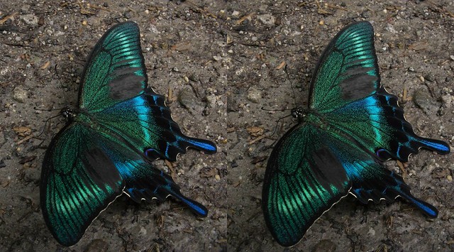 Papilio maackii, stereo parallel view