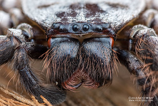 Huntsman spider (Damastes sp.) - DSC_1968