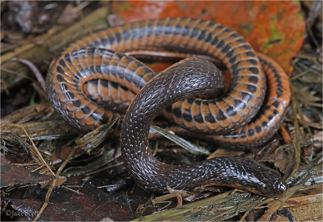 Delta Swamp Snake (Liodytes rigida deltae)