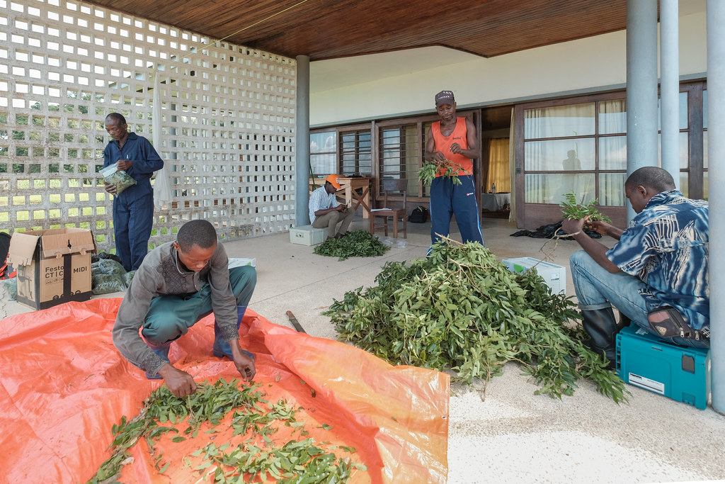 Lab work on the Afrormosia tree research, Yangambi, DRC.