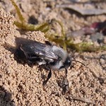 Grauschwarze Weiden-Sandbiene (Andrena vaga) in der Dellbrücker Heide