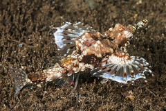 Dragon Sea Moth in "flight"- Eurypegasus draconis