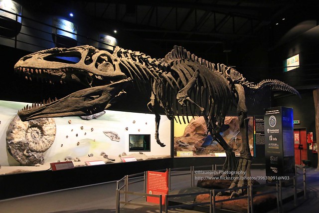 Trelew, Museo Paleontologico Egidio Feruglio, T-Rex
