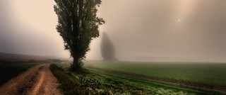 Poplars on a foggy morning
