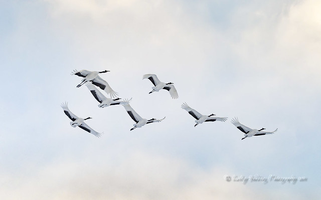 Cranes in Flight, Hokkaido