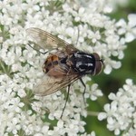 Gefleckte Hausfliege (Spotted Housefly, Graphomya maculata), Männchen
