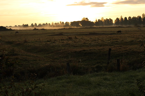 week8 eos100d mist landscape normandy sunrise country yellow lamanche 50 photooftheday