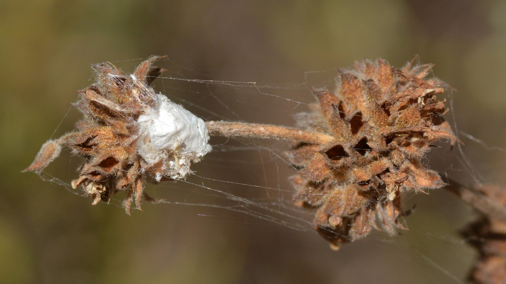 Spider egg sac and webbing on Black Sage - cribellate?