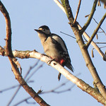Buntspecht (Great Spotted Woodpecker, Dendrocopos major), Weibchen