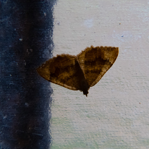 Moth on church porch window
