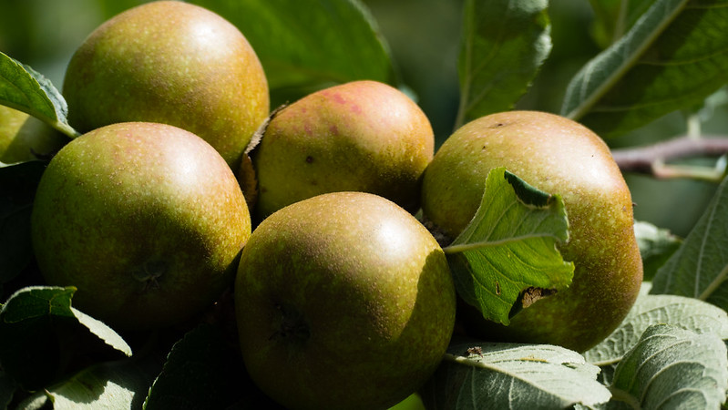 Apples, Shakespearean orchards