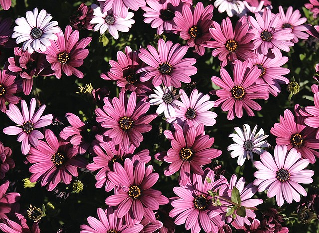 African daisies