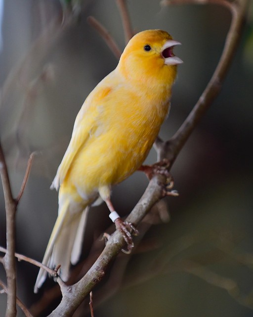 Singing like a Canary... ;-)