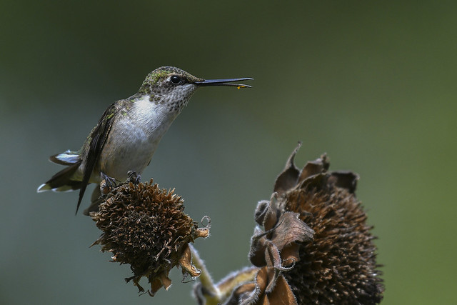 hummingbird on sunflower pollen on beak