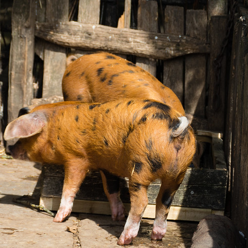 Pigs in plenty, Mary Arden's Farm: water fight