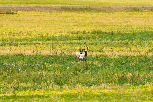 alberta pronghorns wildlife antelope foremost canada ca