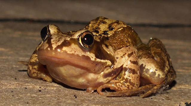 European common frog (Rana temporaria)