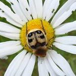 Gebänderter Pinselkäfer (Banded Bee Beetle, Trichius fasciatus)