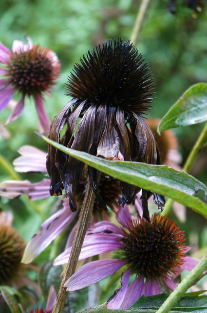 Late Cone Flowers