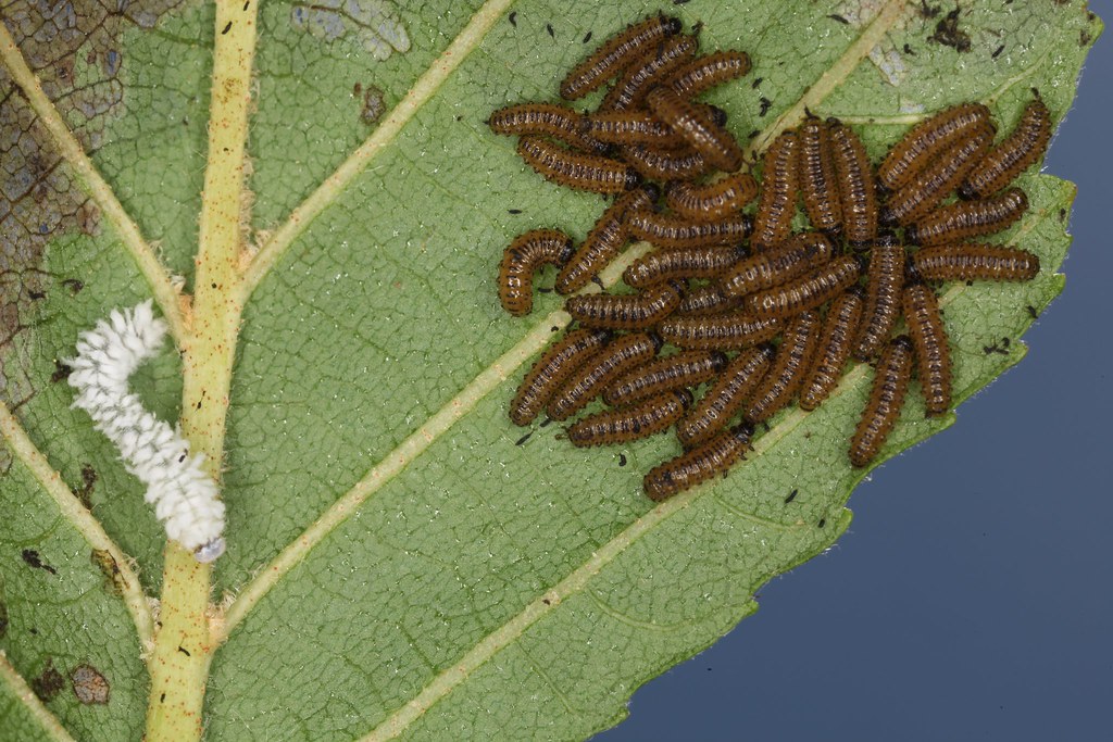 Une larve cotonneuse (fausse-chenille) d'Eriocampa ovata et larves d'Agelastica alni. Toutes se nourrissent de feuilles d'aulne.