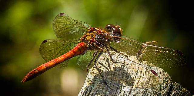 Common sympetrum dragonfly