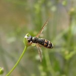 Matte Schwarzkopfschwebfliege (Chequered Hoverfly, Melanostoma scalare)